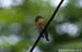 Mugimaki Flycatcher