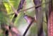 Abbott's Babbler