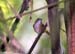 Abbott's Babbler