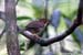 Puff-throated Babbler
