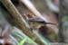 Puff-throated Babbler