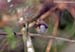 Hill Blue Flycatcher