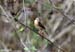 Stonechat