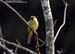 Plain Sparrow
