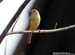 Plain Sparrow