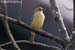 Plain Sparrow