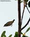 Yellow-vented Flowerpecker