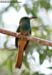 Blue-bearded Beeeater