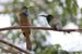 Blue-bearded Beeeater