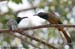 Blue-bearded Beeeater
