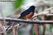 White-rumped Shama
