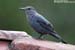 Blue Rock Thrush