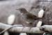 Rufous-tailed Robin