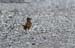 Rufous-winged Bushlark