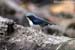 Siberian Blue Robin