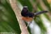 White-rumped Shama