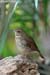 Rufous-tailed Robin