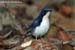 Siberian Blue Robin