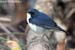 Siberian Blue Robin