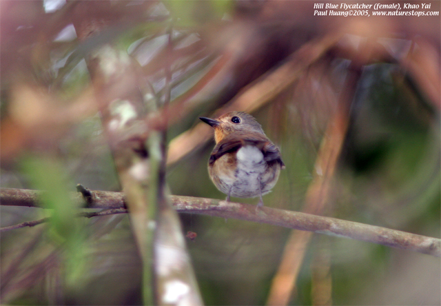 Hill Blue Flycatcher