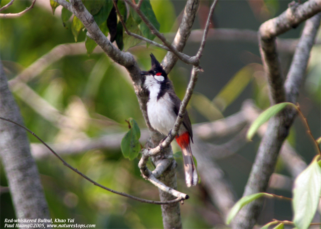 Red-whiskered Bulbul