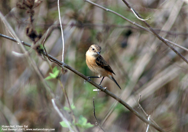 Stonechat