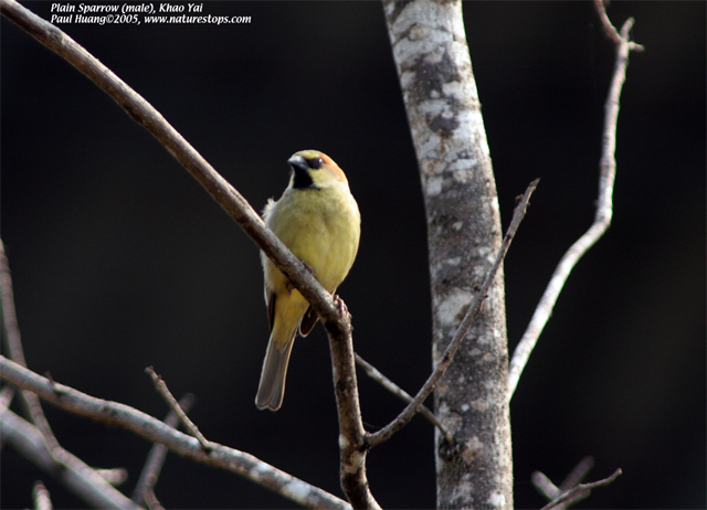 Plain Sparrow