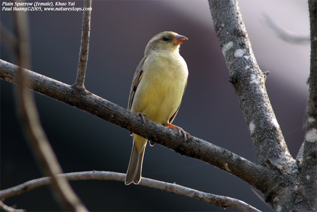 Plain Sparrow