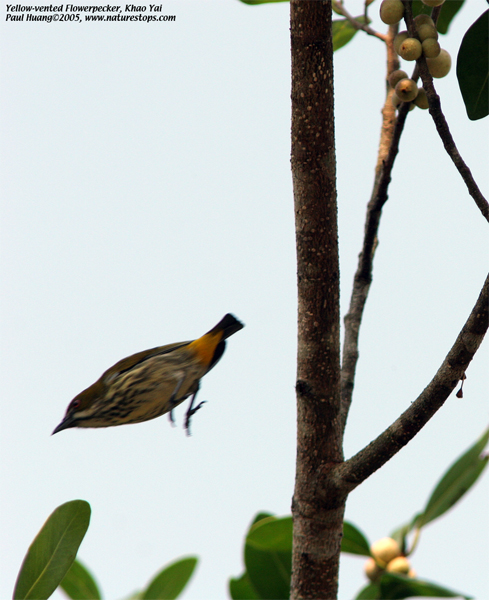 Yellow-vented Flowerpecker