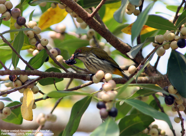 Yellow-vented Flowerpecker