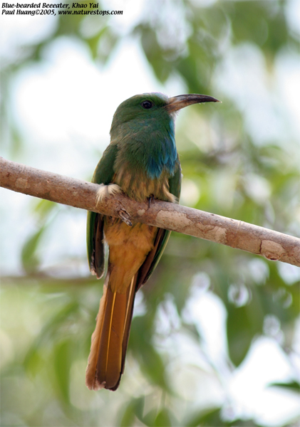 Blue-bearded Beeeater