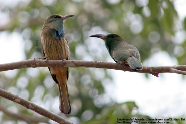 Blue-bearded Beeeater