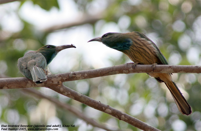 Blue-bearded Beeeater