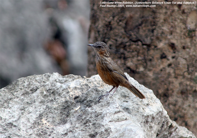 Limestone Wren-Babbler
