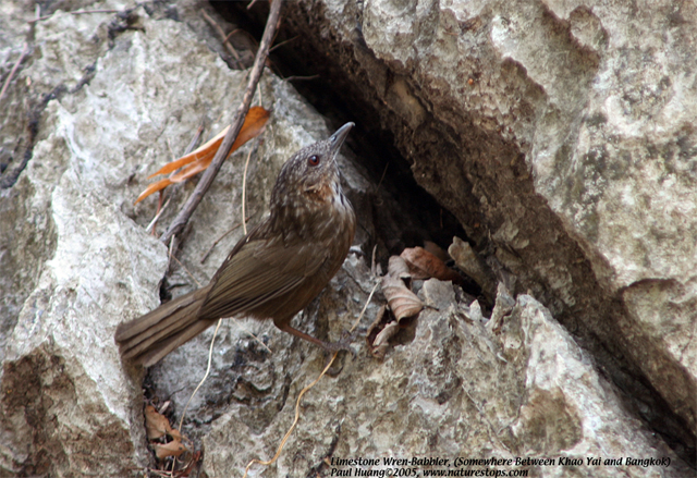 Limestone Wren-Babbler
