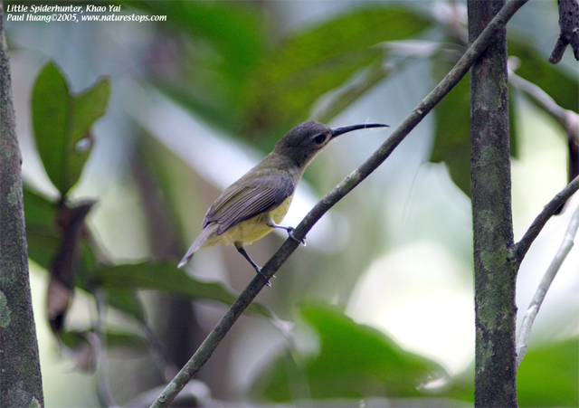 Little Spiderhunter