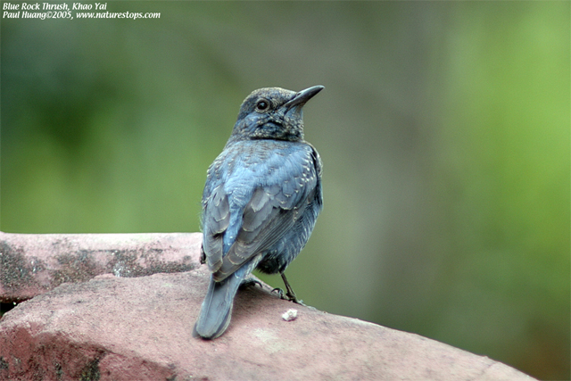Blue Rock Thrush