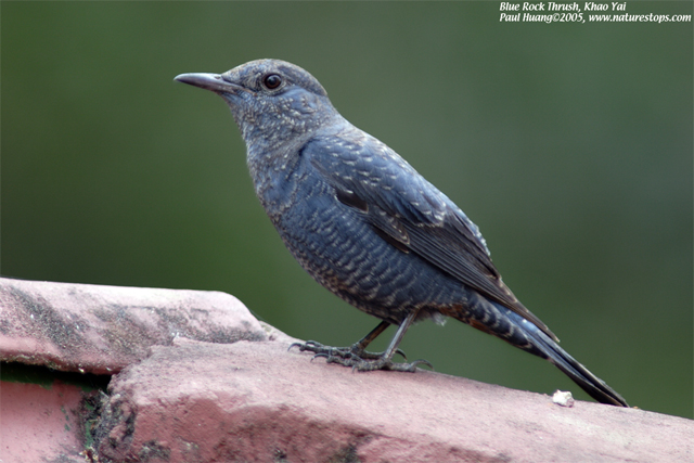 Blue Rock Thrush