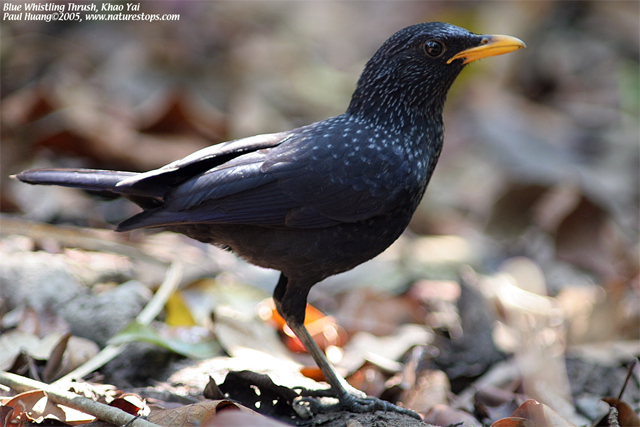 Blue Whistling Thrush