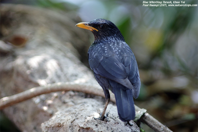 Blue Whistling Thrush
