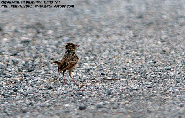 Rufous-winged Bushlark