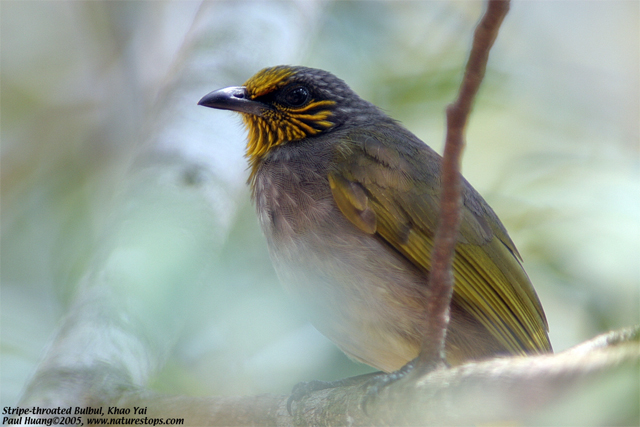 Stripe-throated Bulbul