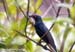 Asian Glossy Starling