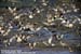 Whimbrels