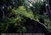 Mangroves