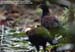 Red Junglefowl