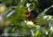 Red Junglefowl