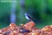 Yellow Wagtail
