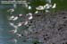 Common Greenshanks