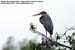 Purple Heron